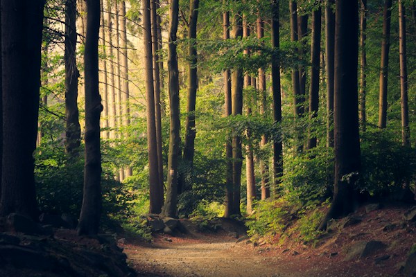 Nature Trail