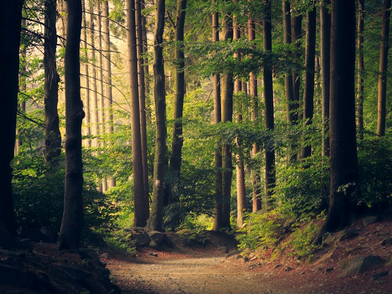 Forests